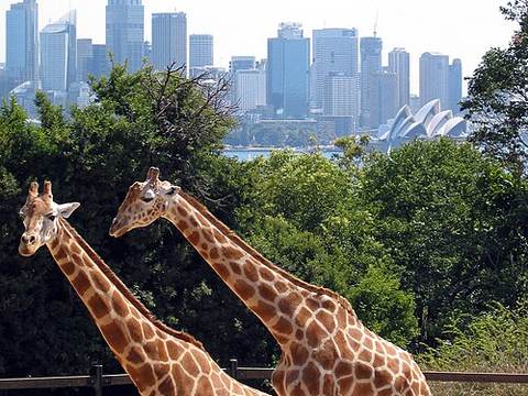 Taronga Zoo