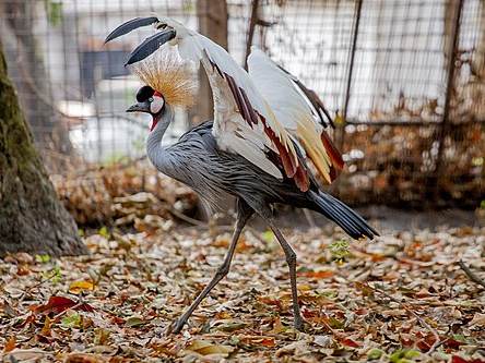 Jardin zoologique de Kinshasa