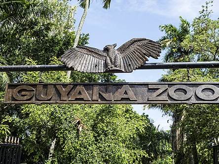 Guyana Zoo
