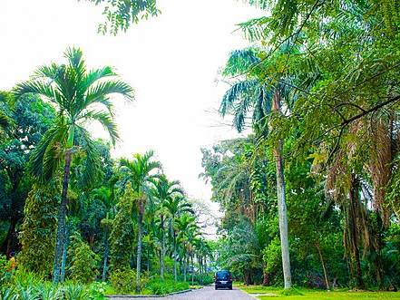 Kinshasa botanical garden