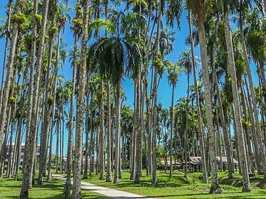 Garden of Palms