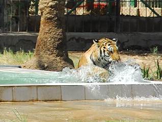Baghdad Zoo