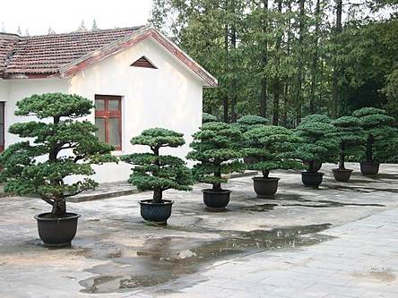 Shanghai Botanical Garden