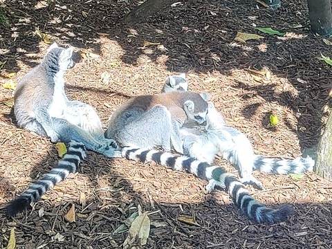 Auckland Zoo