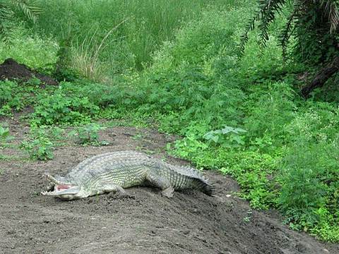 Van Vihar National Park