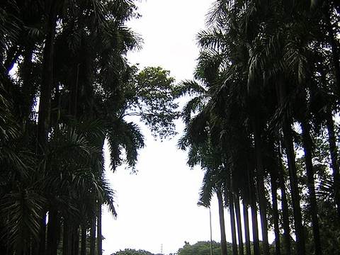 Acharya Jagadish Chandra Bose Indian Botanic Garden