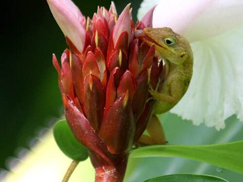 Dominica Botanical Gardens