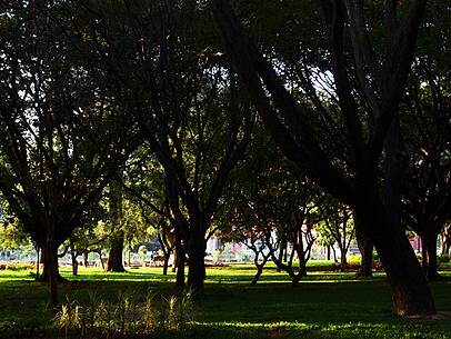 Cubbon Park