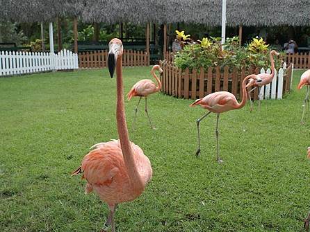 Ardastra Gardens, Zoo and Conservation Centre