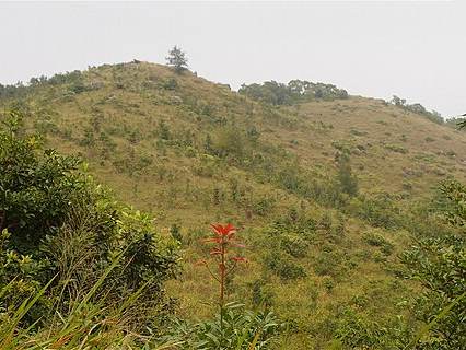 Grassy Hill