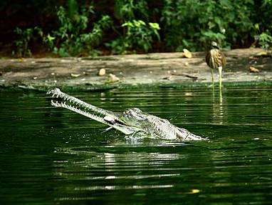 Indira Gandhi Zoological Park