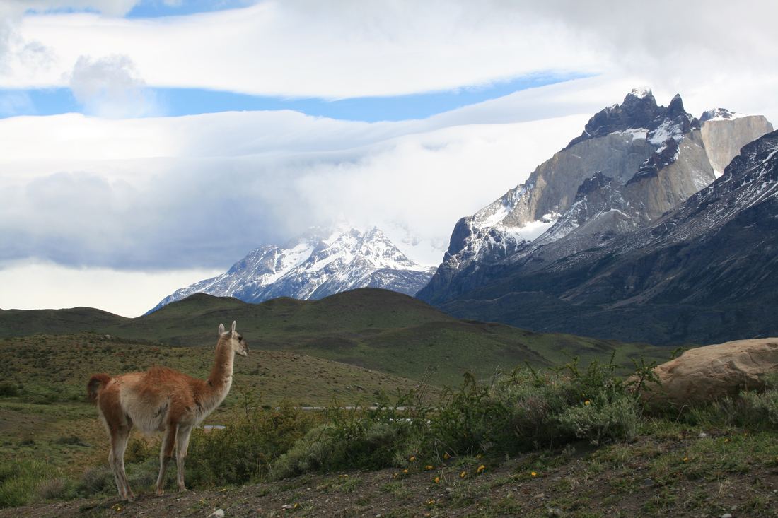 Guanacos grazing on the Patagonian steppe in Torres del Paine